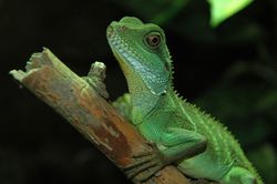 250px-Wasseragame1cele4[1].jpg